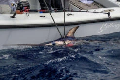 Daiwa Tanacom 1200 Power Assist Electric Reel -Fishing Supplies Store daiwa tanacom 1200 power assist electric reel 74289.1666632311